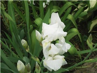 bb539df0-Picture 012.jpg